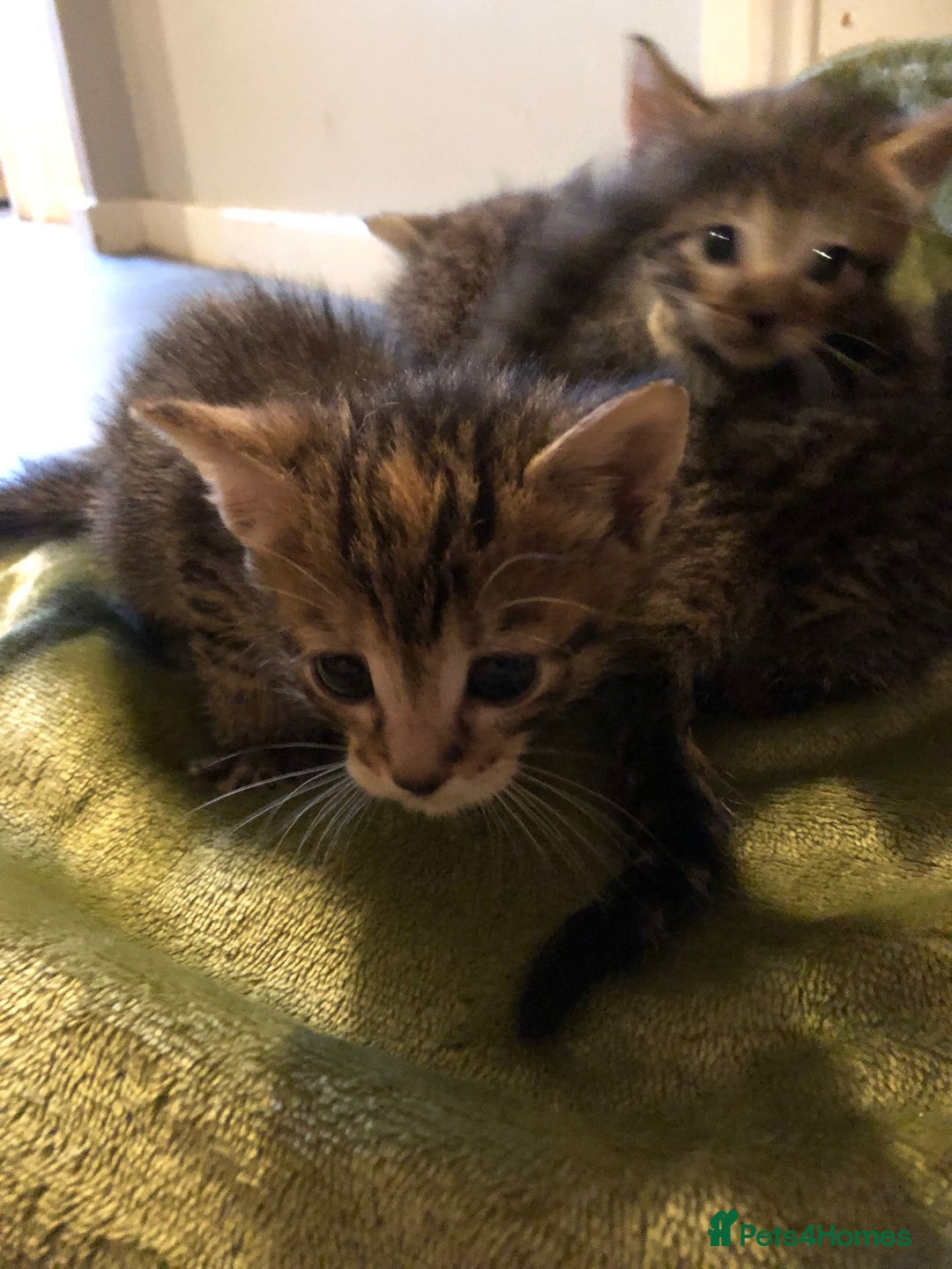 Mixed Breed cats for sale: Bengal cross kittens  - Advert 4