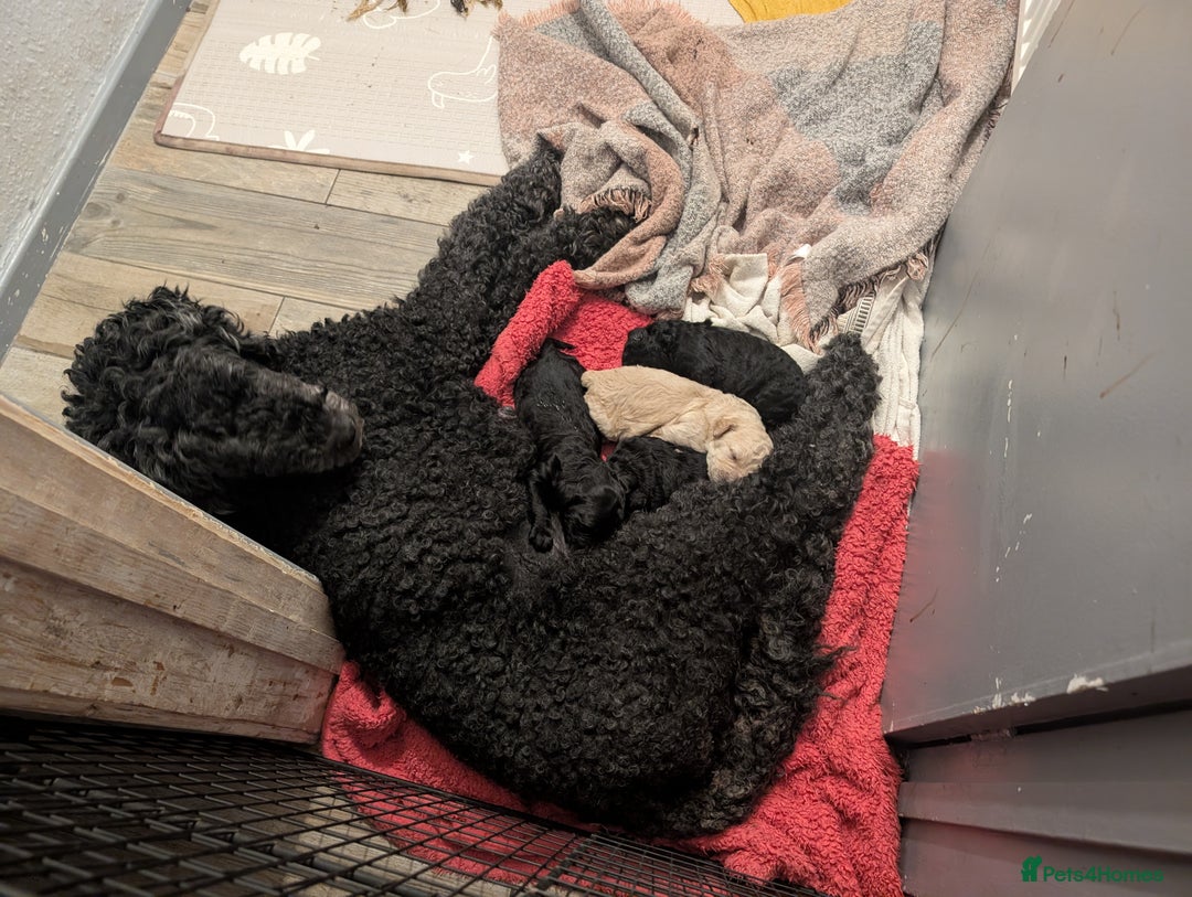 Goldendoodle dogs for sale: Golden doodle puppies for sale  - Image 6