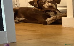 Borador dogs for sale: Beautiful boy needing a new forever home - Image 2