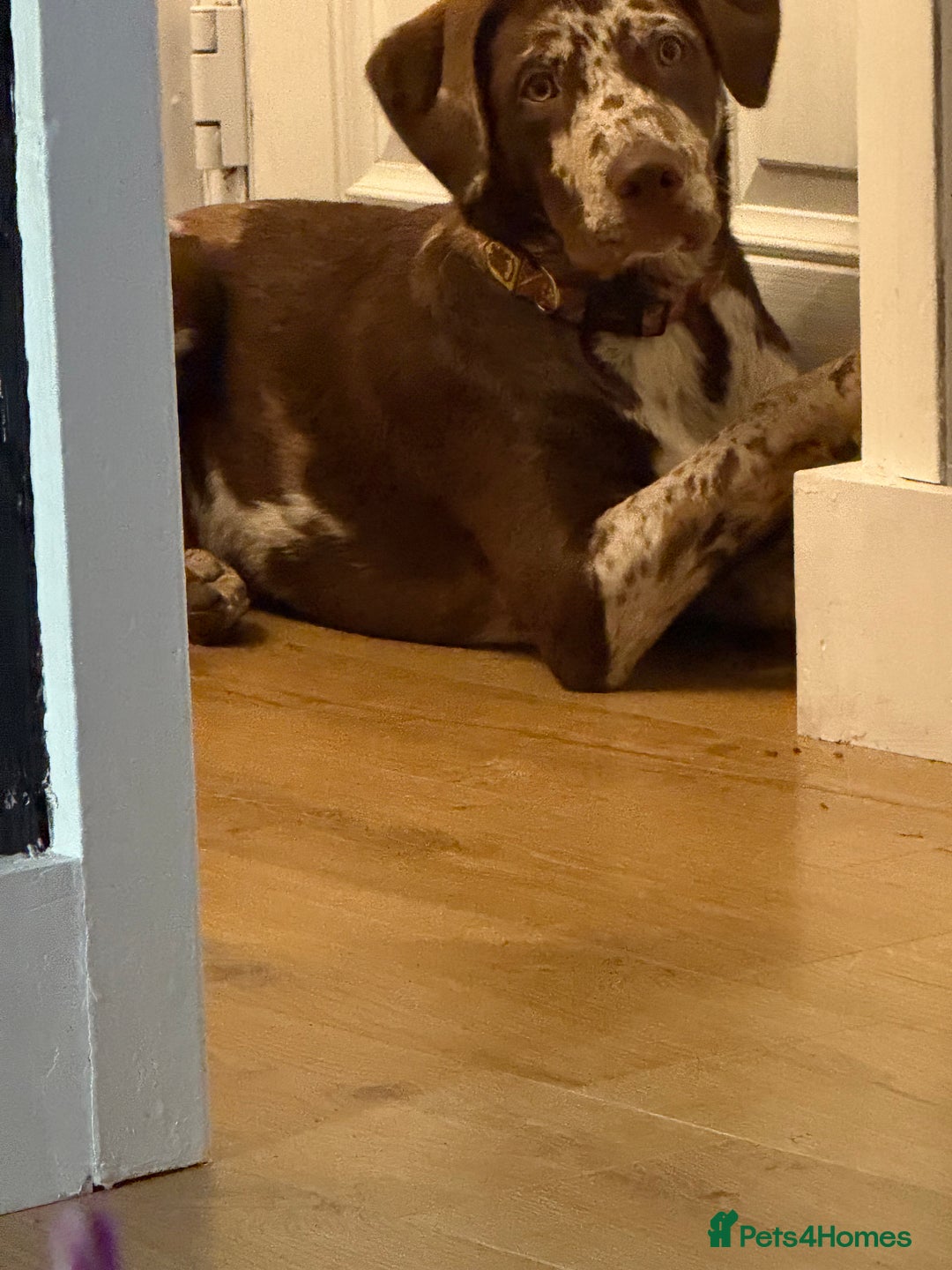 Borador dogs for sale: Beautiful boy needing a new forever home - Image 2