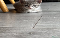 Domestic Shorthair cats for sale: Kitten 🐈‍⬛ looking for loving home 🏠  - Image 4
