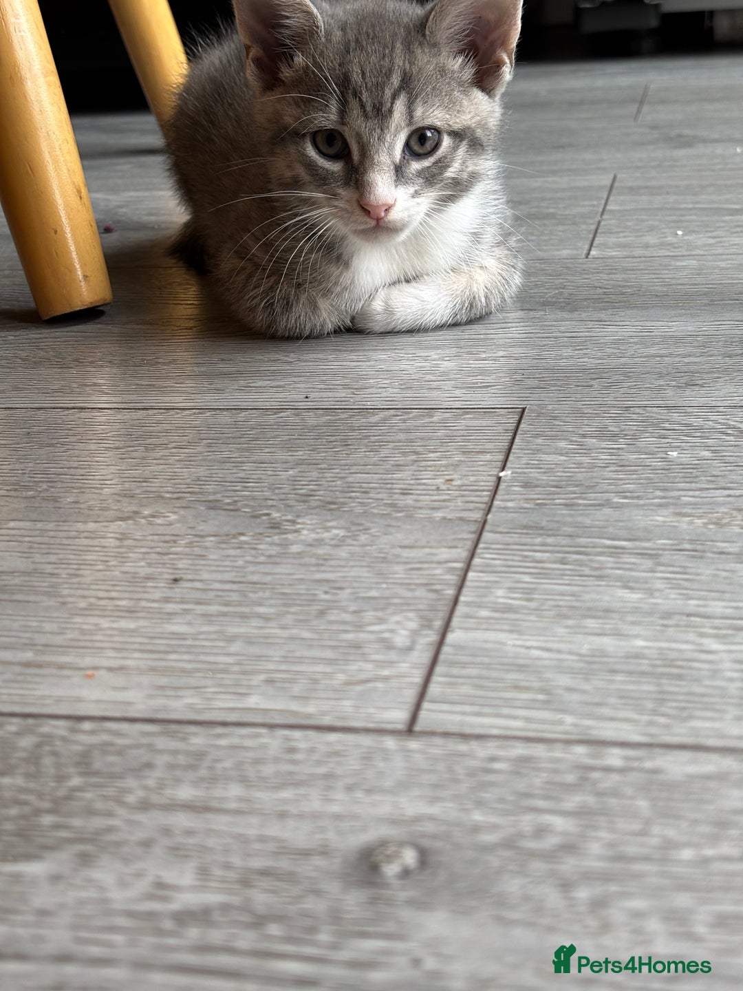 Domestic Shorthair cats for sale: Kitten 🐈‍⬛ looking for loving home 🏠  - Image 4