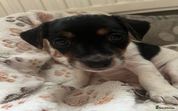 Jack Russell dogs for sale: Jack Russell puppies Lincolnshire  in Barrow-upon-Humber - Image 10
