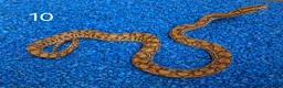 Boa Snake reptiles for sale: Colombian Rainbow Boa morphs  - Advert 18