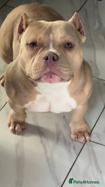 American Bulldog dogs Bully  - Advert 2