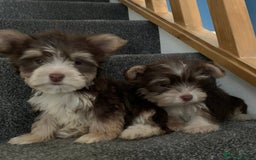 Biewer Terrier dogs for sale: Last 3 Stunning Biewer Terrier puppies - Image 5