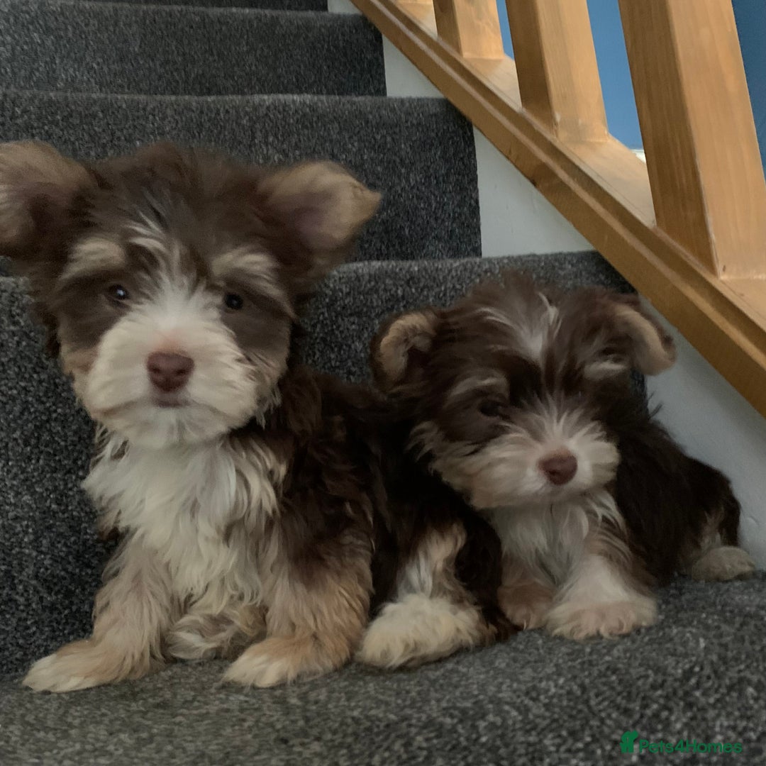 Biewer Terrier dogs for sale: Last 3 Stunning Biewer Terrier puppies - Image 5