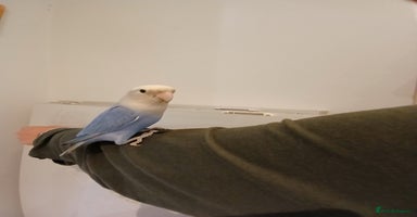 Lovebirds birds - Advert 12