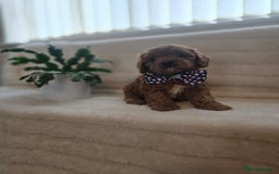 Cavapoo dogs for sale: Ruby red cavapoo puppies  - Image 5