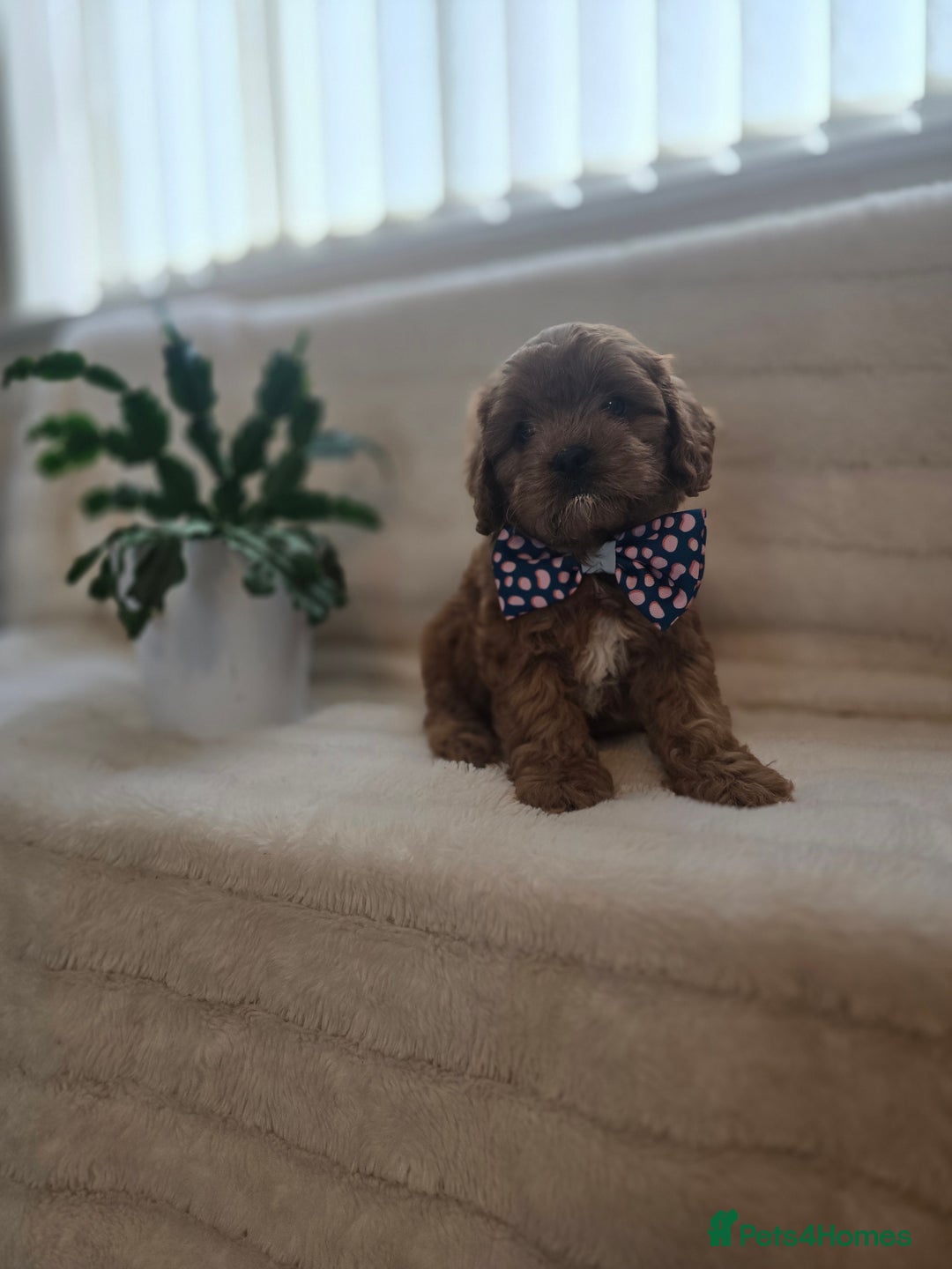 Cavapoo dogs for sale: Ruby red cavapoo puppies  - Image 5