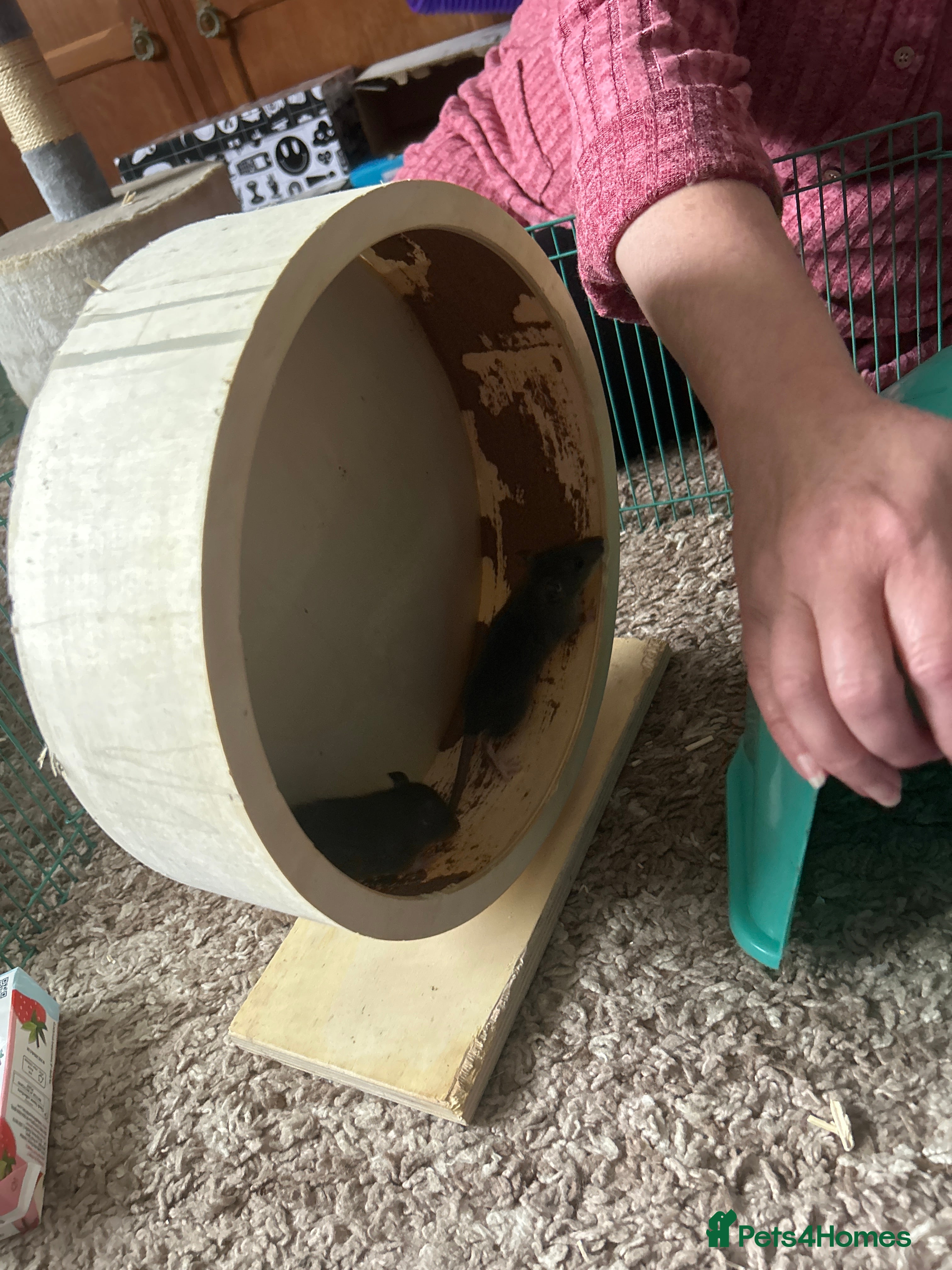 Rat rodents Baby male rats for sale  - Advert 4