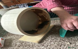 Rat rodents for sale: Baby male rats for sale  - Image 1