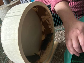 Rat rodents - Advert 2