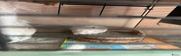 Chinchilla rodents for sale: Baby Chinchilla - Advert 1