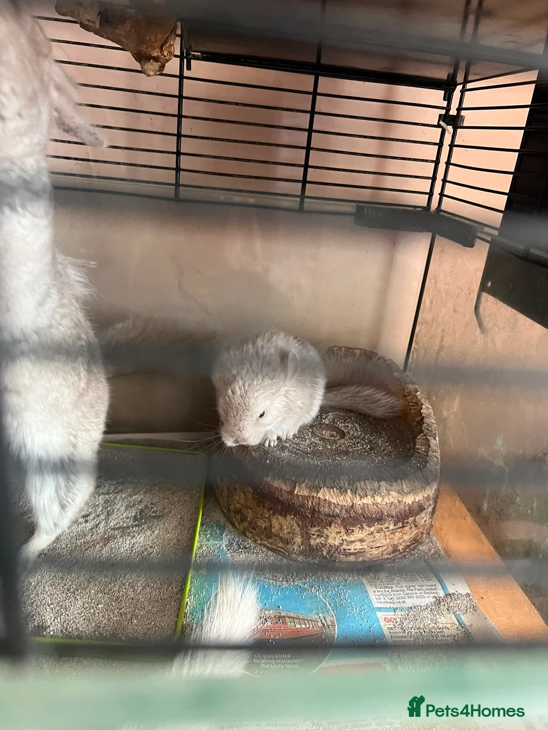 Chinchilla rodents for sale: Baby Chinchilla - Advert 1