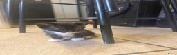 Mixed Breed cats for sale: Calico male kitten - Advert 3