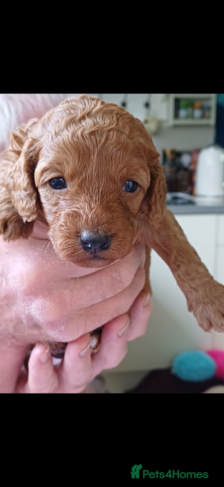 Cavapoo dogs Health-Tested Cavapoos-Raised with ENS & ESI   - Advert 2