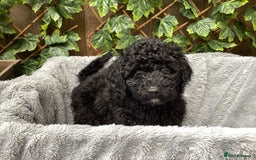 Sproodle dogs for sale: Stunning litter of Sproodle Pups - Image 1