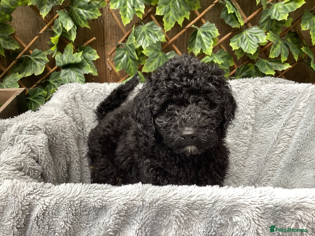 Sproodle dogs for sale: Stunning litter of Sproodle Pups - Image 1