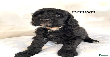 Cockapoo dogs - Advert 4