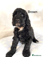 Cockapoo dogs - Advert 8