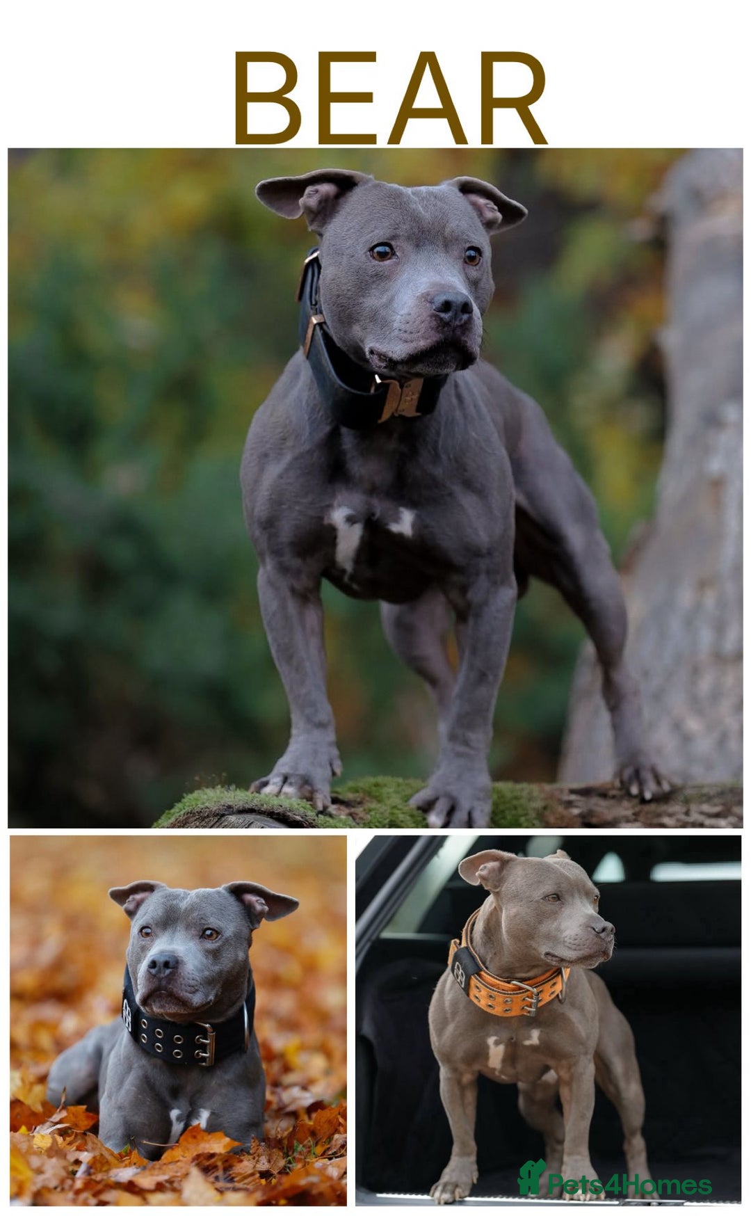 Staffordshire Bull Terrier dogs for sale: Beautiful Staffy Puppies > Ready Now - Advert 6