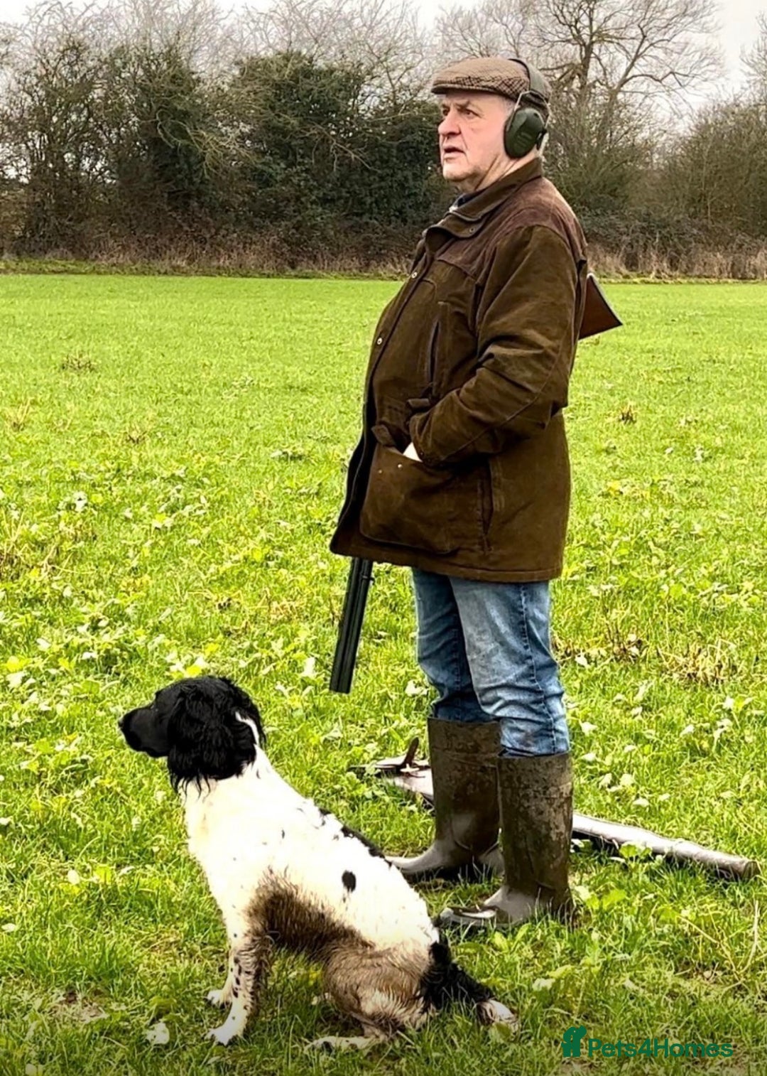 English Springer Spaniel dogs for sale: KC registered English springer spaniel puppies - Advert 5