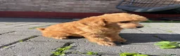 Toy Poodle dogs for sale: Red toy poodles  - Advert 15