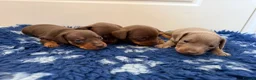 Miniature Dachshund dogs for sale: Beautiful kc registered miniature dachshunds  - Advert 5