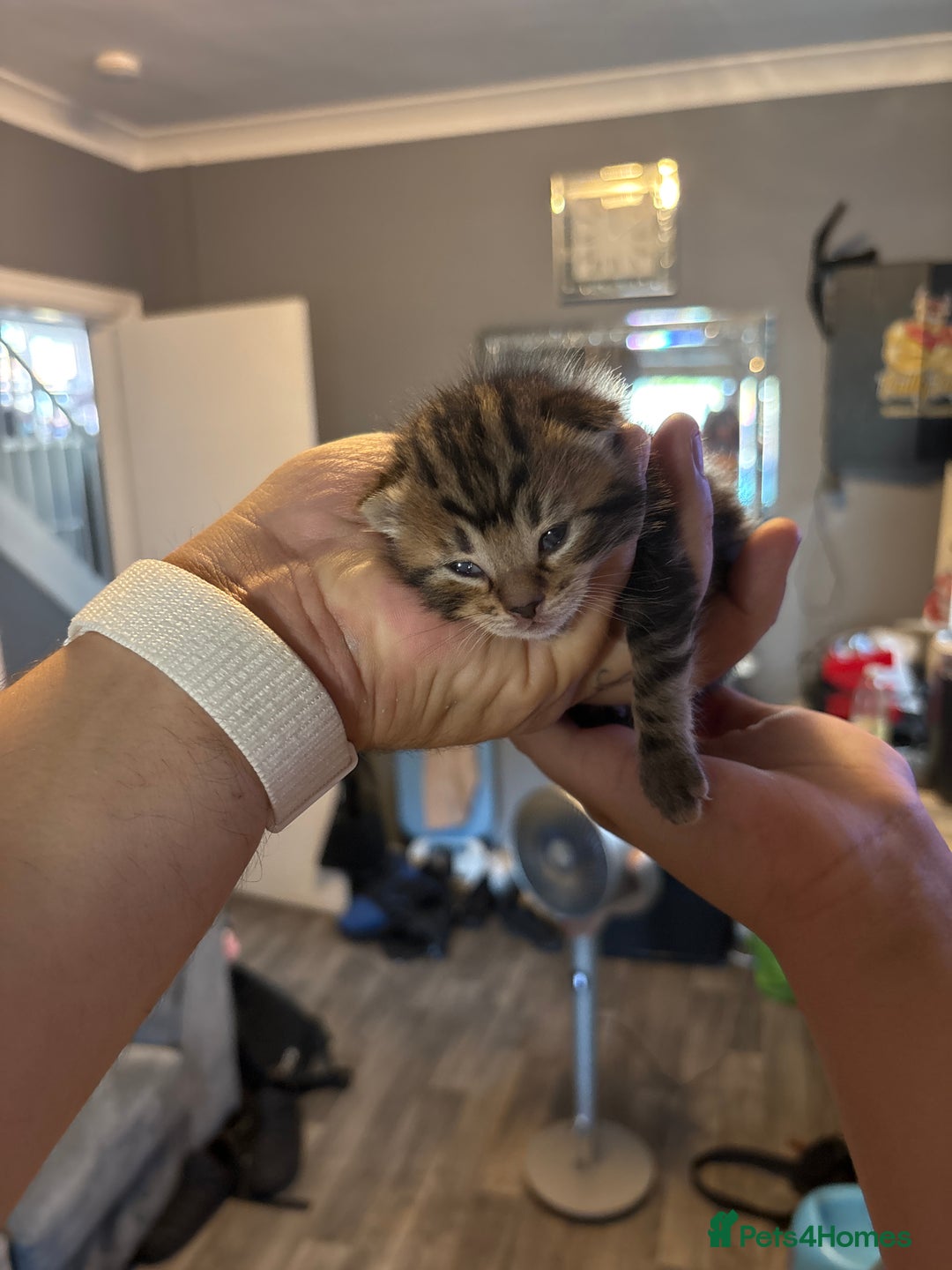 Bengal cats for sale: Bengal X  - Image 14