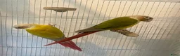 Parrots birds for sale: Stunning Companion Parrots–DNA Tested & Healthy in Bognor Regis - Advert 2