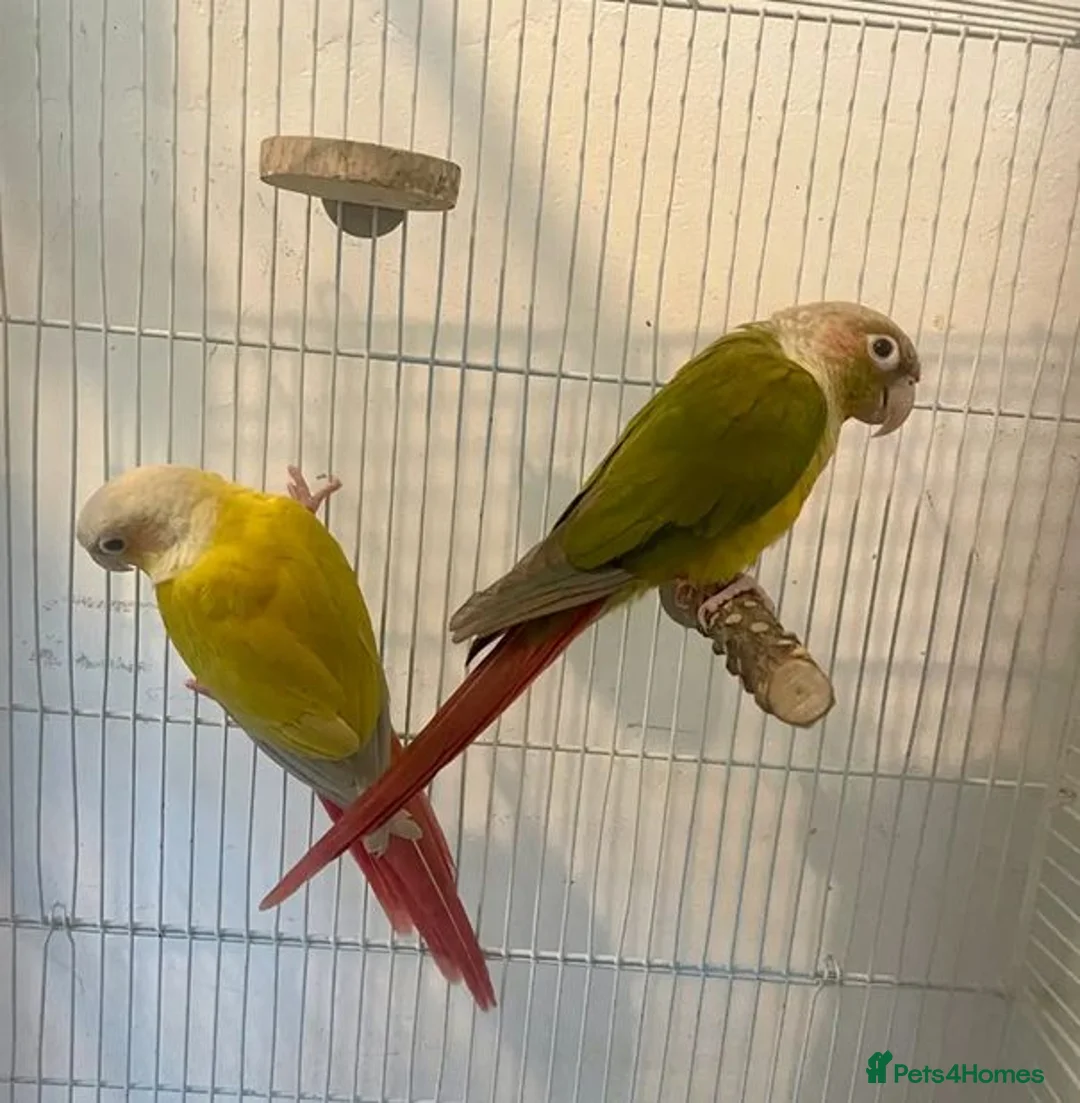 Parrots birds for sale: Stunning Companion Parrots–DNA Tested & Healthy in Bognor Regis - Advert 2