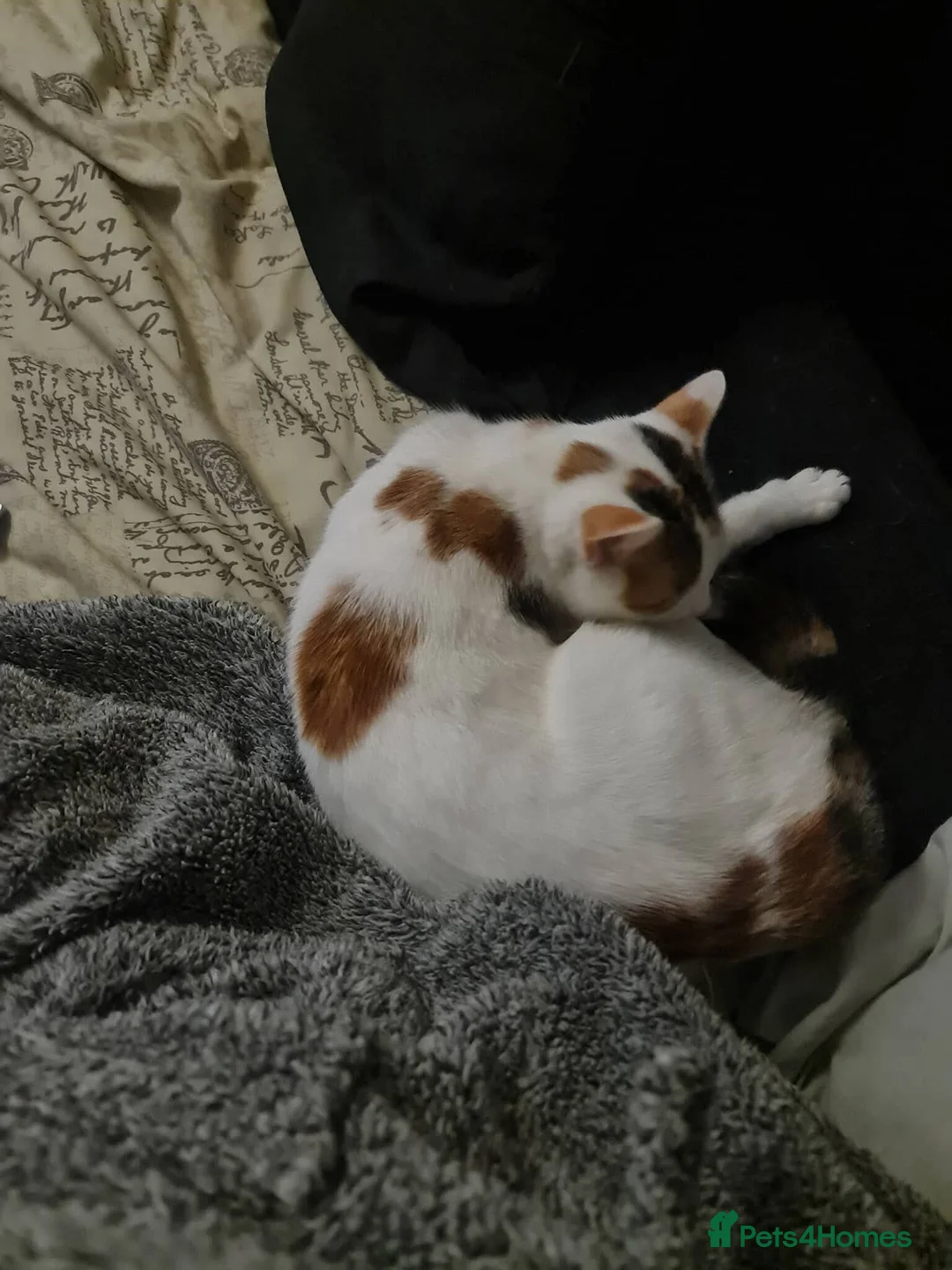 British Shorthair cats for sale: Free female calico in Tunbridge Wells - Advert 2