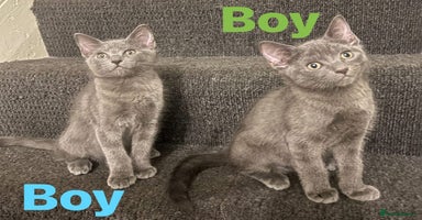 Ragdoll cats - Advert 3