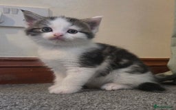 Mixed Breed cats for sale: 5 stunning babies ready in just over 2 weeks  - Image 7