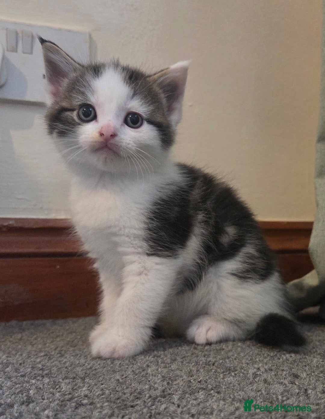Mixed Breed cats for sale: 5 stunning babies ready in just over 2 weeks  - Image 7