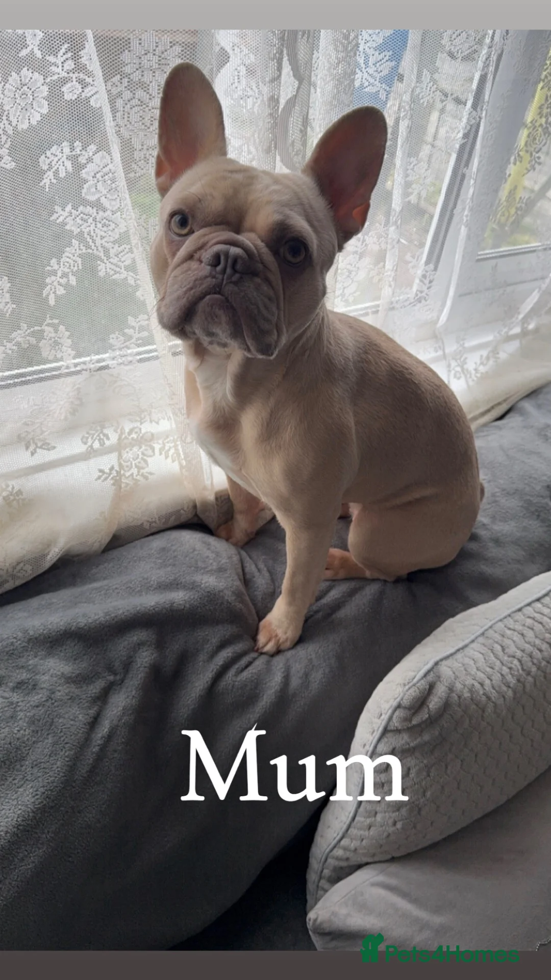 French Bulldog dogs for sale: Gorgeous French Bulldog puppy  - Advert 20