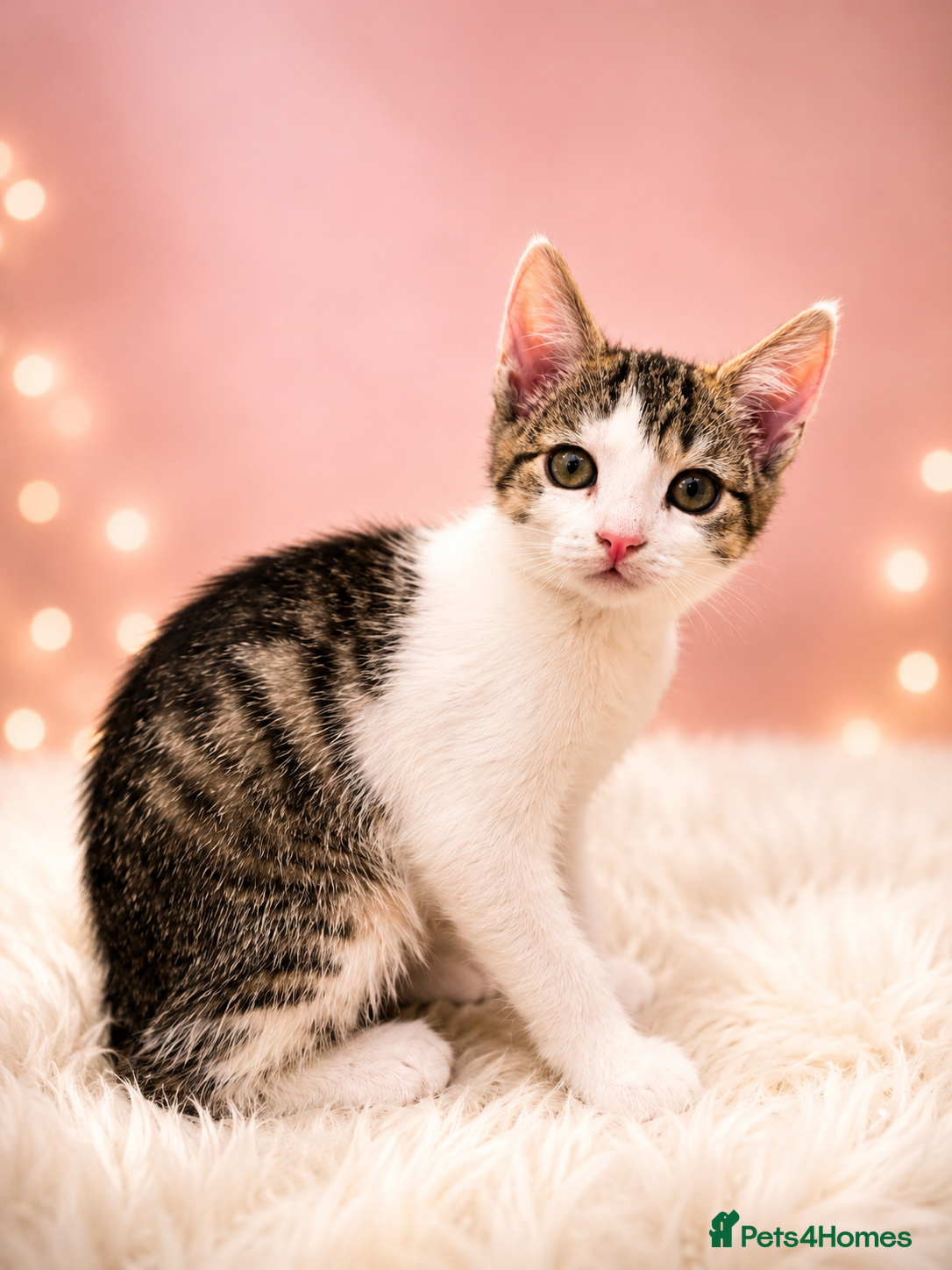 Mixed Breed cats for sale: 5 Beautiful Kittens Who Adore Human Company - Advert 22