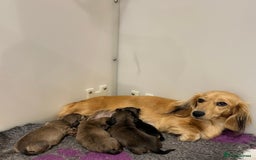 Miniature Dachshund dogs for sale: Miniature L/H Shaded Cream girl - Image 3