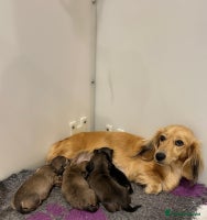 Miniature Dachshund dogs - Advert 7