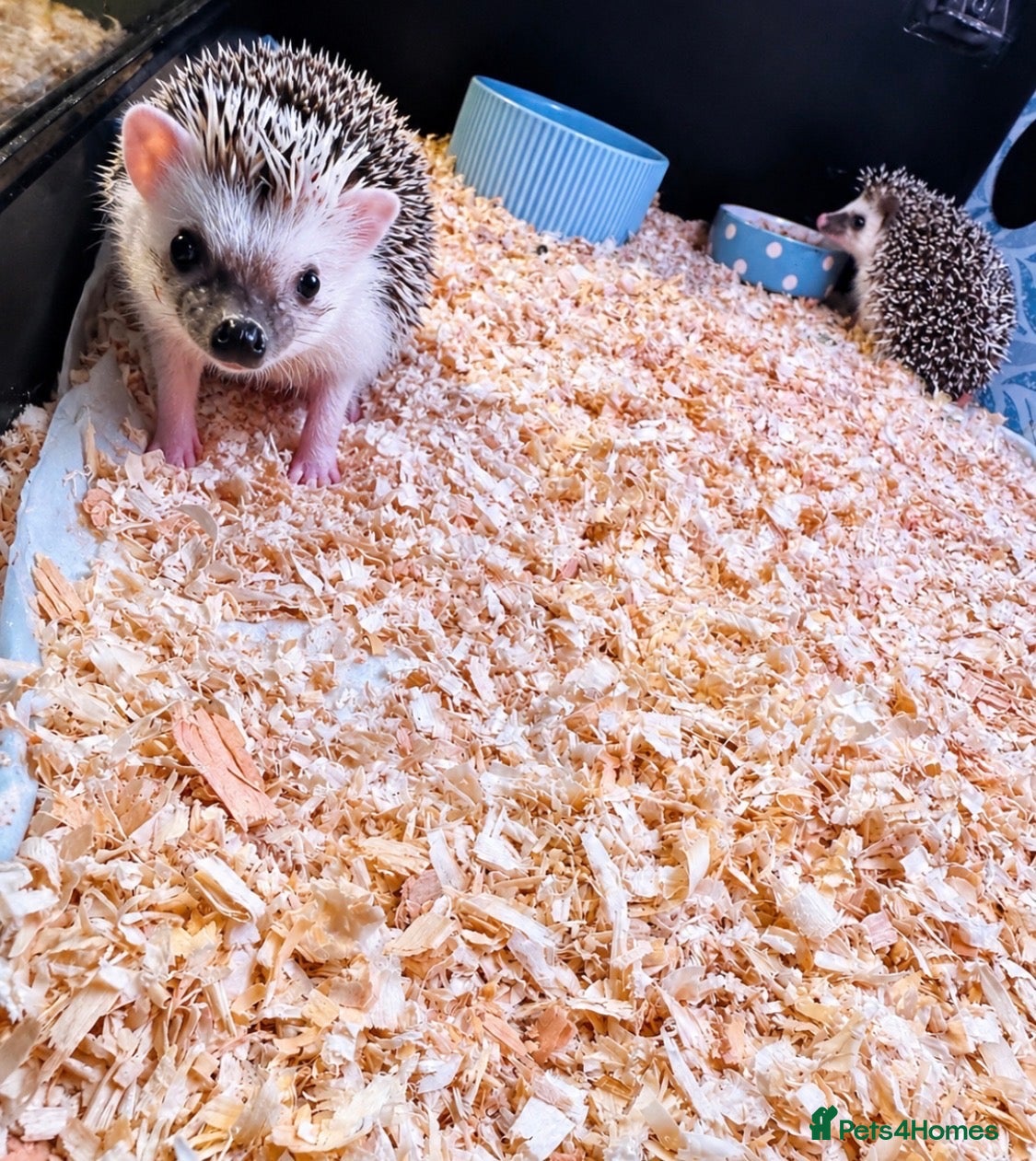 Pygmy Hedgehog rodents for sale: Baby African Pygmy Hedgehogs -FEMALE - Advert 1