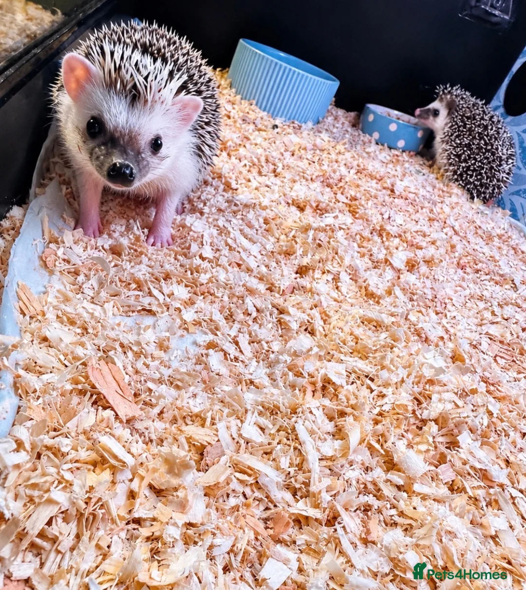 Pygmy Hedgehog rodents for sale: Baby African Pygmy Hedgehogs -FEMALE - Advert 1