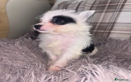 Mixed Breed dogs for sale: Jack Russell cross Yorkshire terrier puppies  - Image 4