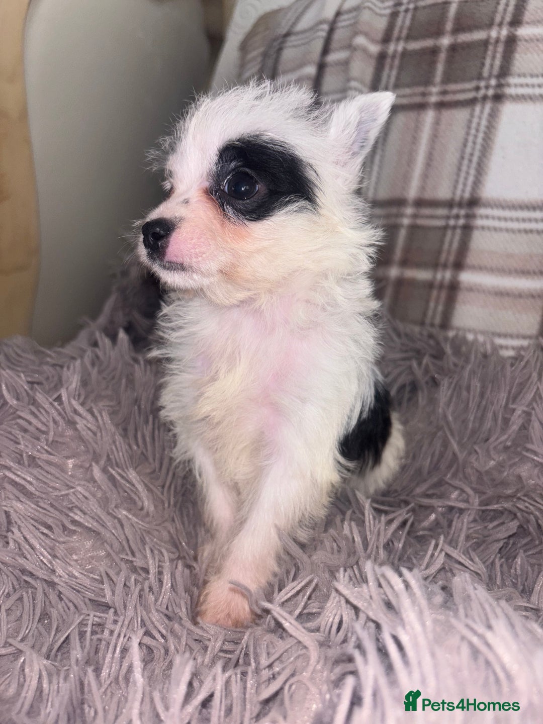 Mixed Breed dogs for sale: Jack Russell cross Yorkshire terrier puppies  - Image 4