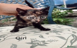 Mixed Breed cats for sale: *READY NOW* 3 beautiful kittens  - Image 2