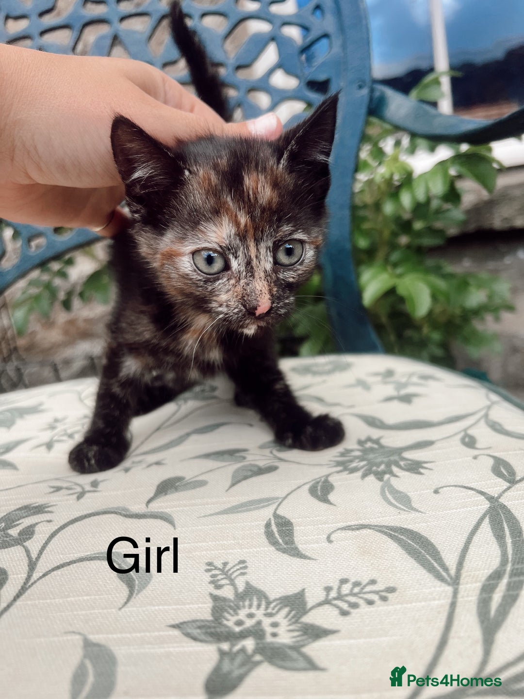 Mixed Breed cats for sale: *READY NOW* 3 beautiful kittens  - Image 2