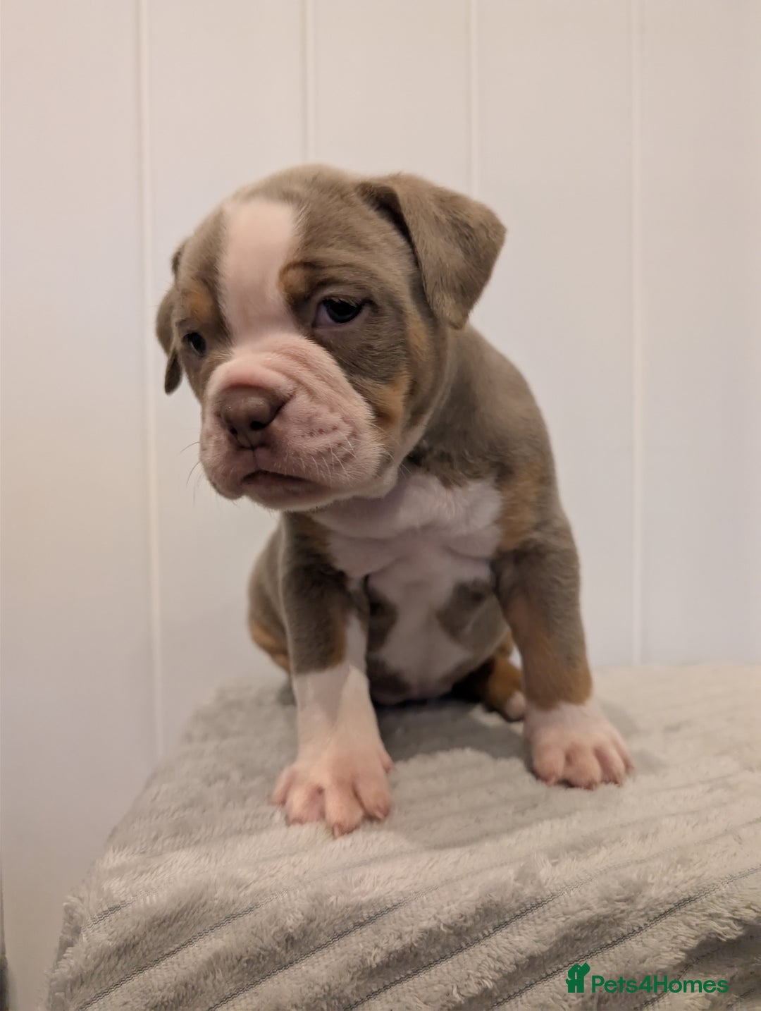 Old Tyme Bulldog dogs for sale: Kyro & Lyla Litter Old Tyme Old English Bullgdog - Image 24