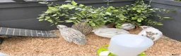 Quail poultry for sale: Coturnix Quail Roo - Advert 2