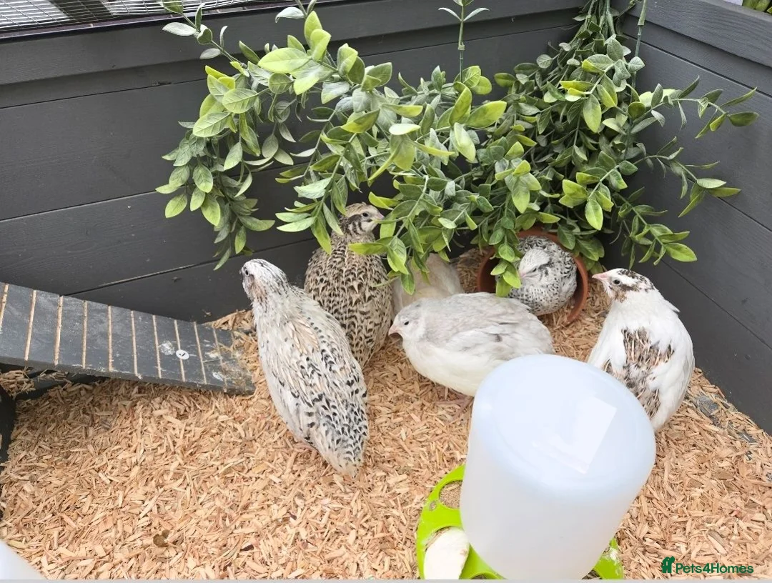 Quail poultry for sale: Coturnix Quail Roo - Advert 2