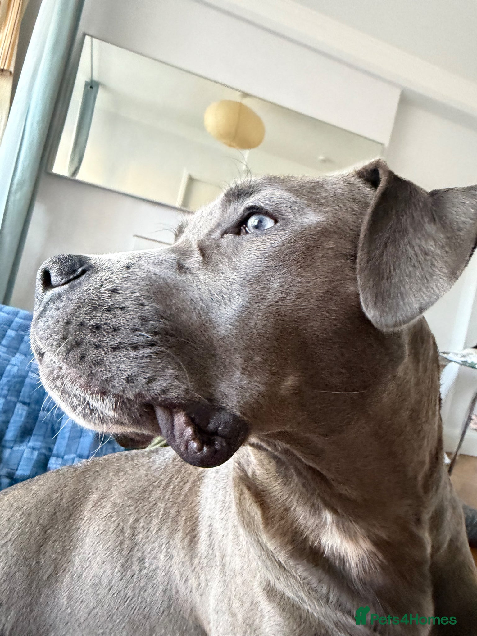 American Bull Staffy dogs for sale: Uma - staffy mix in London - Advert 14